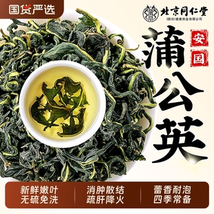 北京同仁堂蒲公英中藥材特級野生泡水喝蒲公葉根散消結茶官方正品