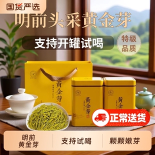 头采明前黄金芽茶叶吉安茶树白茶高山绿茶礼盒罐装嫩芽浓香特色