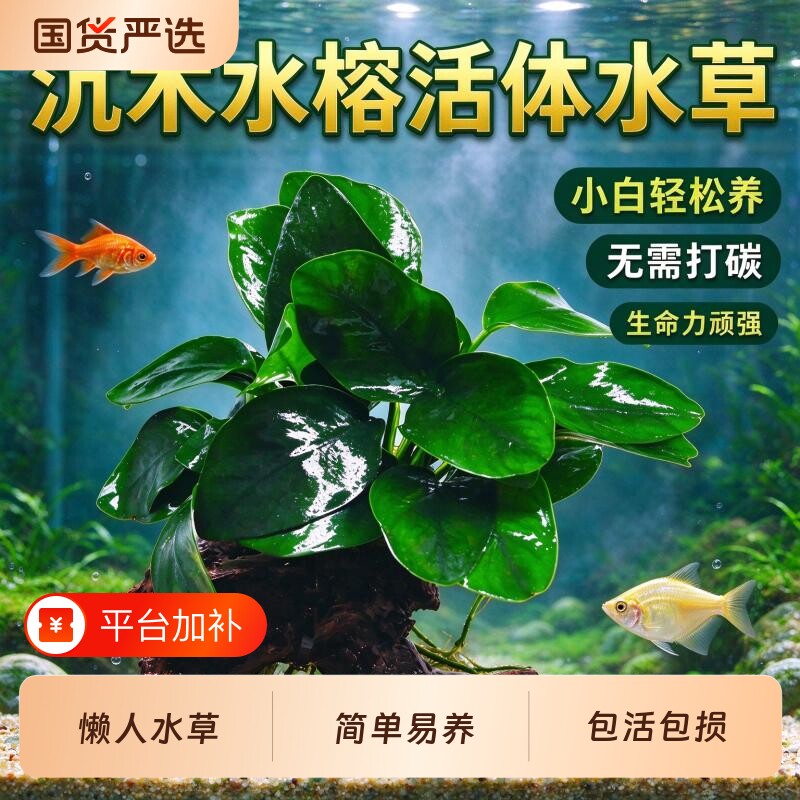 水榕沉木水草植物鱼缸装饰摆件懒人迷你九冠阴性增氧净水椰壳屋