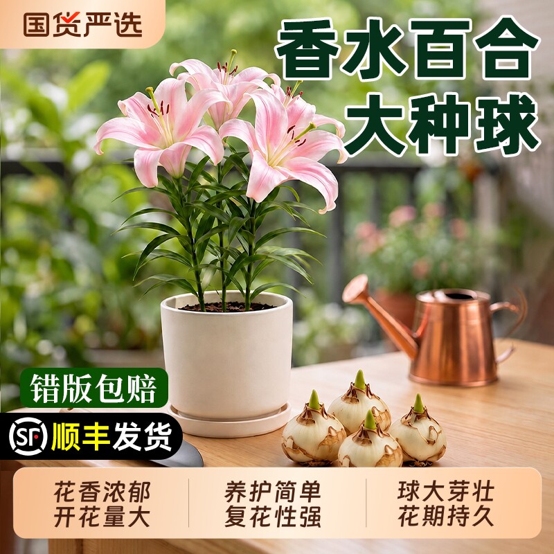 进口香水百合种球四季开花阳台多头百合好养耐寒重瓣种植庭院花期图片