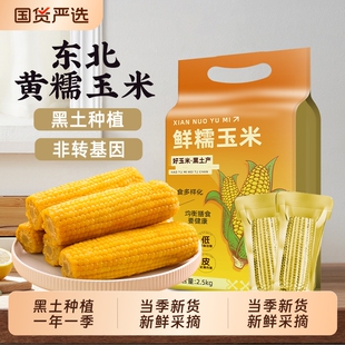 东北黄糯玉米当季新鲜现摘软糯黄苞米早餐代餐低脂饱腹真空装年货