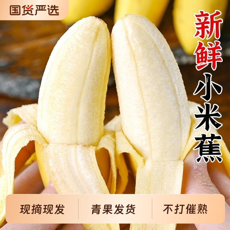 广西正宗小米蕉新鲜甜糯香甜当季水果小香蕉皇帝蕉非苹果粉芭蕉