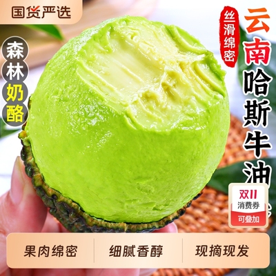 哈斯牛油果现摘现发品质更佳