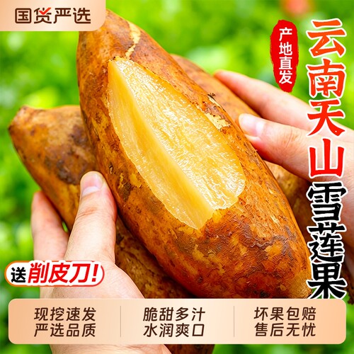 当季现挖天山雪莲果|清甜脆爽
