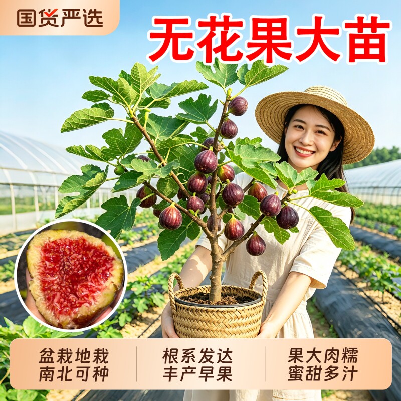特大果波姬红耐寒南北方阳台四季图片