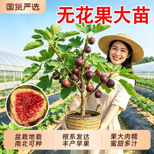 特大果波姬红耐寒南北方阳台四季