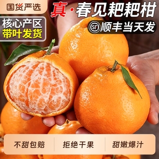 顺丰四川春见耙耙柑当季新鲜水果粑粑柑杷杷丑桔橘子整箱包邮现摘
