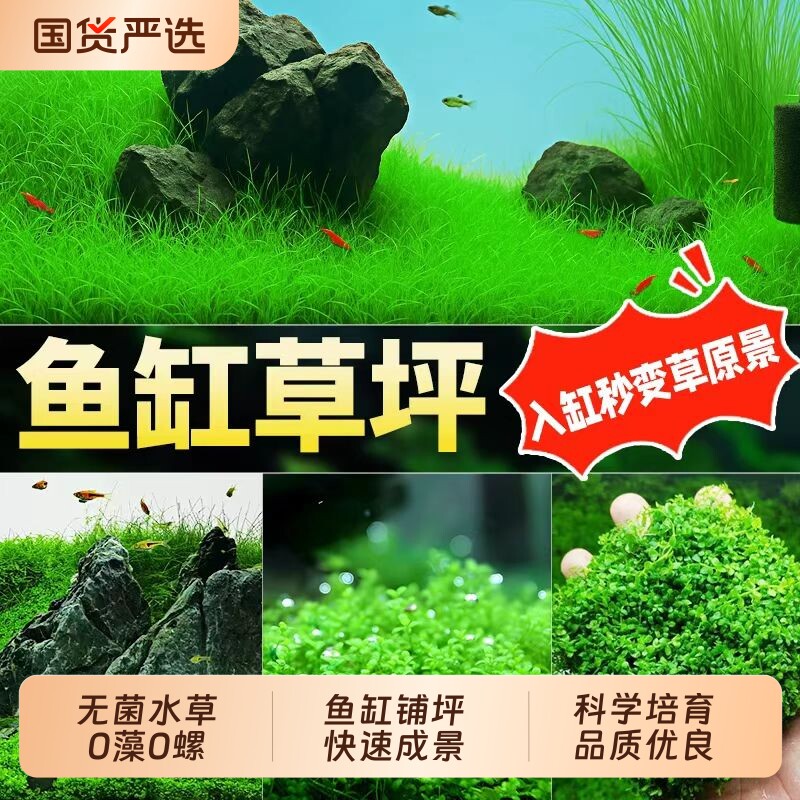 牛毛水草无菌杯前景草爬地矮珍珠植物鱼缸造景净增氧阴性草坪淡水
