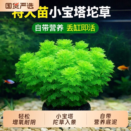小宝塔大坨水草鱼缸造景净水增氧