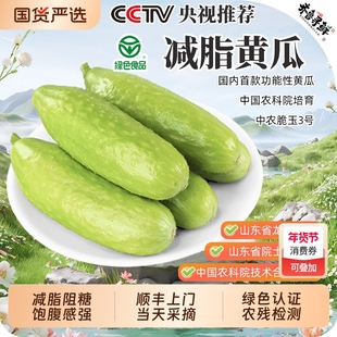 中农脆玉3号减脂黄瓜绿色认证新鲜生吃代餐即食非转基因现发