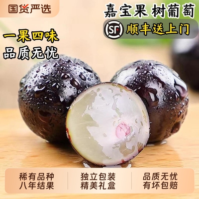 罕见长在枝干上的嘉宝果树葡萄