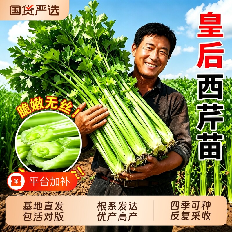 皇后西芹芹菜苗秧苗大老品种小香芹菜根苗芹种籽秋季蔬菜苗四季