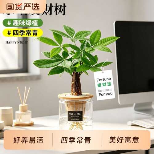 发财树盆栽客厅室内桌面懒人水培植物净化空气招财绿植盆景好养