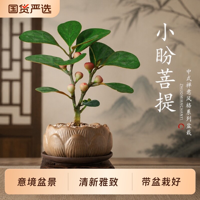 禅意小盼菩提树盆栽植物室内桌面图片