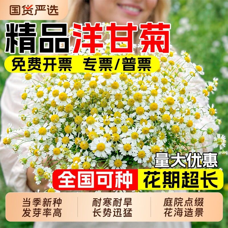 洋甘菊种子开花易活室内外花卉盆栽庭院阳台四季植物小雏菊花种籽