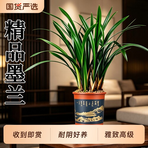 东方墨兰精品兰花盆栽四季常青