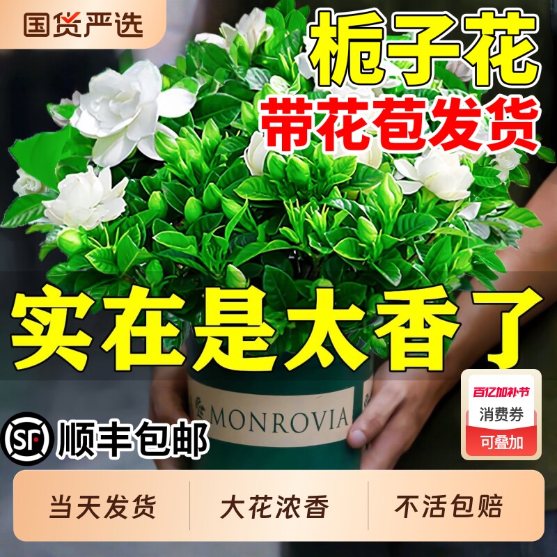栀子花盆栽花卉植物室内绿萝箩阳台水培绿植四季好养茉莉花九里香