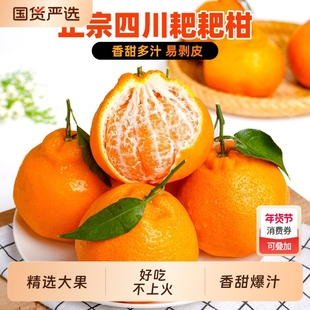 正宗四川春见耙耙柑新鲜水果丑柑桔橘子现摘当季粑粑柑礼盒果园