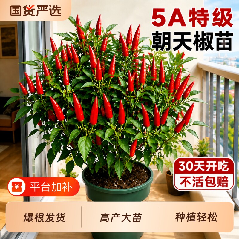 辣椒苗朝天椒秧苗四季高产盆栽指天椒小米辣椒辣椒蔬菜苗种籽种苗