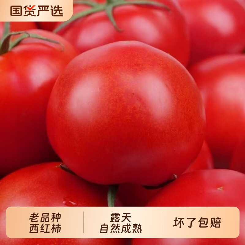 云南正宗老品种现摘露天沙瓤红西红柿新鲜红番茄生吃水果番茄柿子