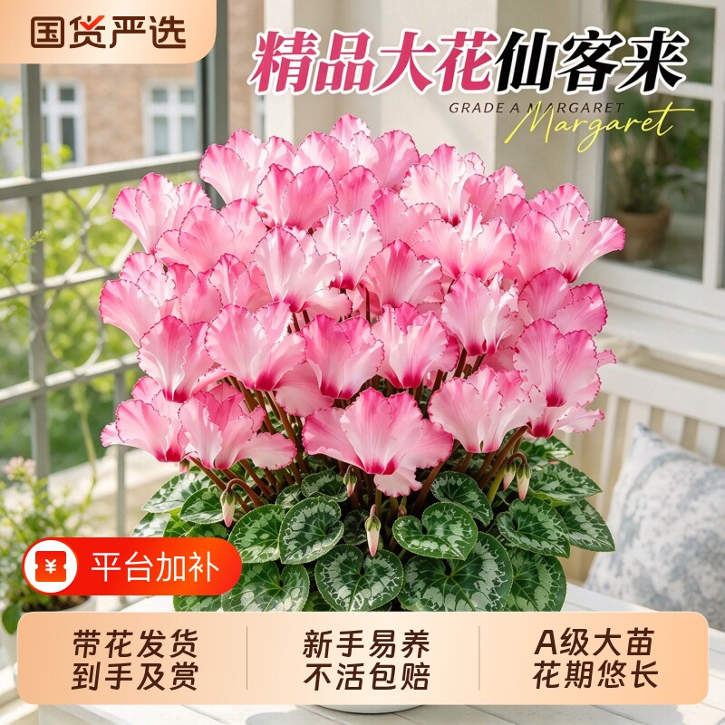 仙客来花卉盆栽带花兔耳花年宵花好养易活四季开花耐寒大花苗绿植