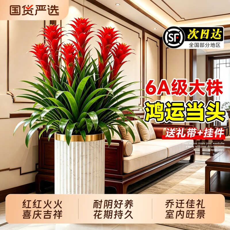 鸿运当头大型盆栽红星凤梨带花办公室内客厅旺宅绿植乔迁开业送礼