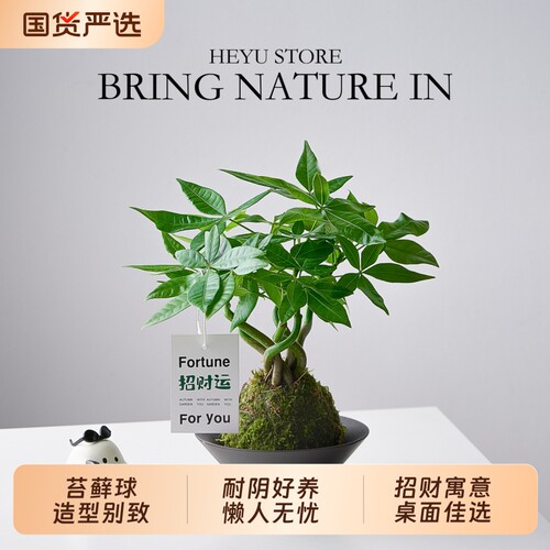 发财树盆栽水培植物室内绿植办公室桌面苔藓球造型四季常青招财树