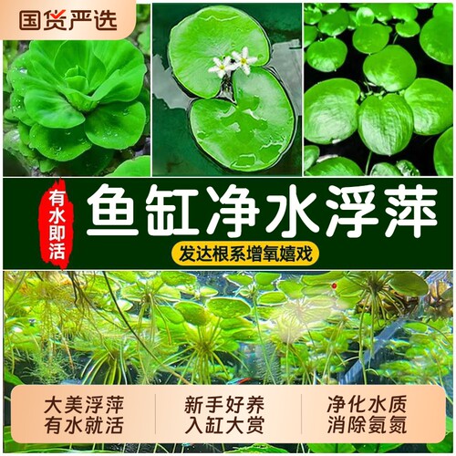 浮萍水草古法养鱼鱼缸净水植物