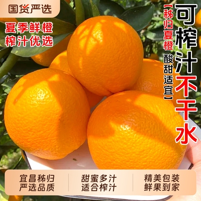 秭归夏橙春橙现摘现发
