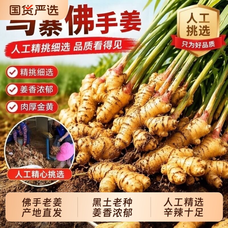 正宗马寨佛手姜500g|千人加购图片
