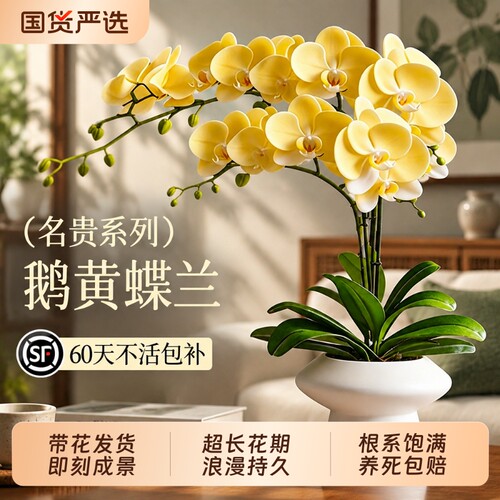 【热销100w+】特级蝴蝶兰带花苞