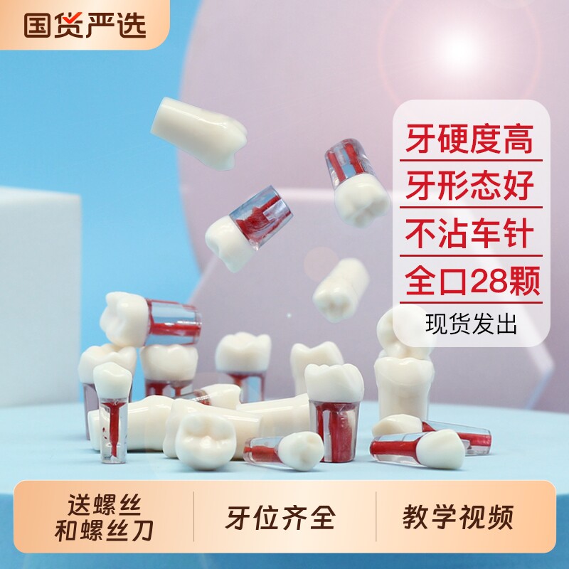 根管牙离体牙开髓牙树脂牙粒备牙模型牙科口腔技能考试练习