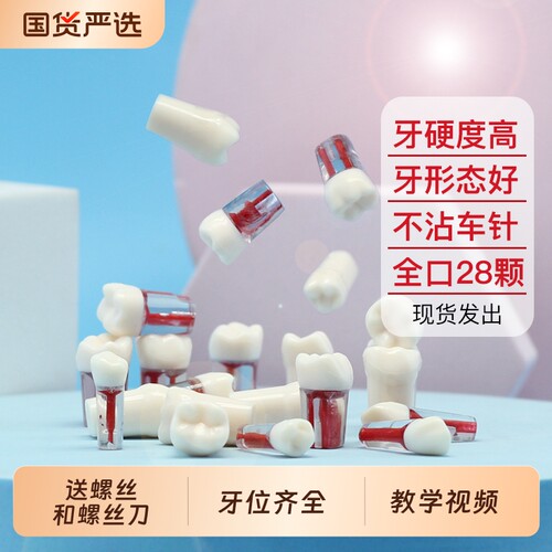 根管牙离体牙开髓牙树脂牙粒备牙模型牙科口腔技能考试练习