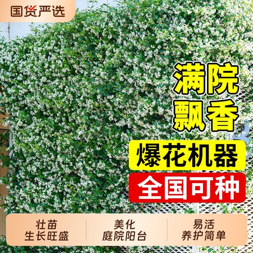 风车茉莉爬藤植物盆栽大苗