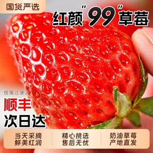 大草莓 包邮 正宗红颜99草莓奶油草莓新鲜当季 孕妇水果整箱九九顺丰