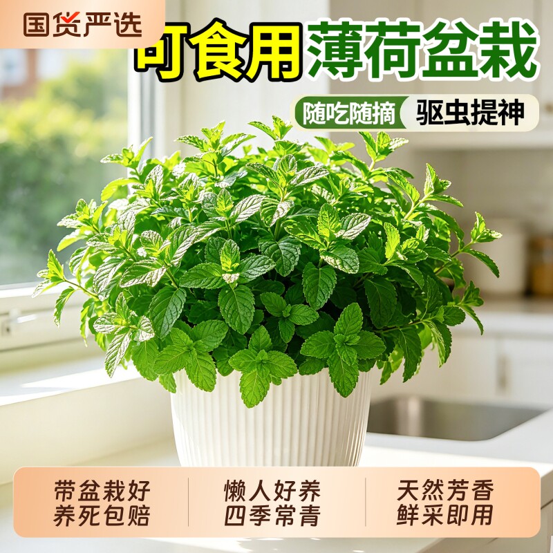 薄荷盆栽可食用留兰香薄荷图片