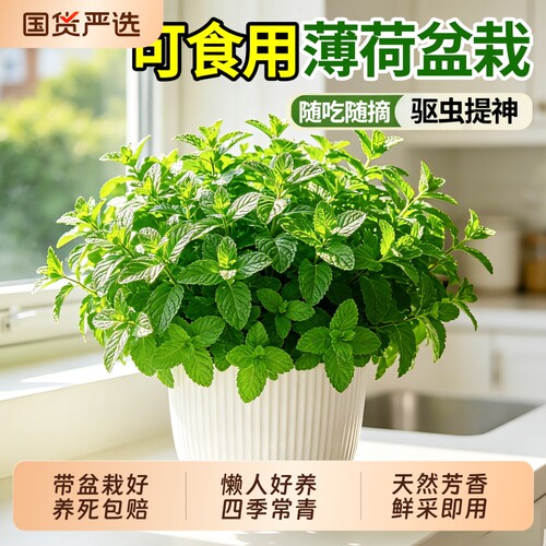 薄荷盆栽可食用留兰香薄荷