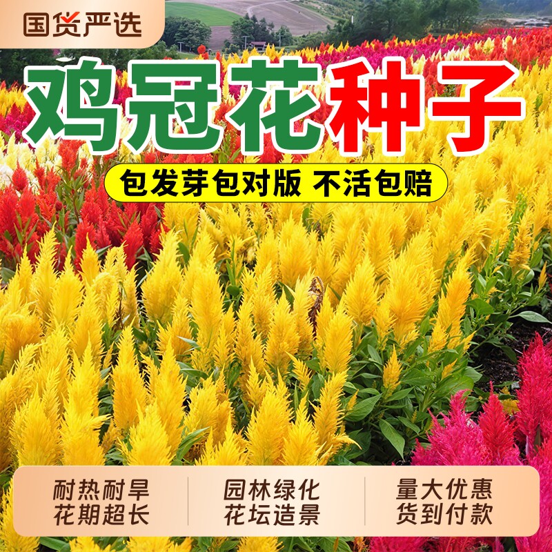 鸡冠花种子室内外盆栽植物凤尾四季播种开花庭院花籽重瓣百日矮杆