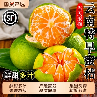 云南蜜橘新鲜水果当季现摘青皮蜜桔早熟无籽桔子顺丰橘子整箱包邮