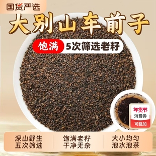 野生车前子中药材正品官方旗舰店车前子车前草籽泡水喝饱满老籽