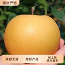 鲜果国货多汁 包邮 正宗圆黄梨非秋月梨丰水梨当季 新鲜冰糖梨子整箱