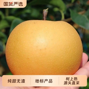 正宗圆黄梨非秋月梨丰水梨当季新鲜冰糖梨子整箱包邮鲜果国货多汁