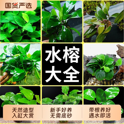 水榕水草沉木植物真草鱼缸造景