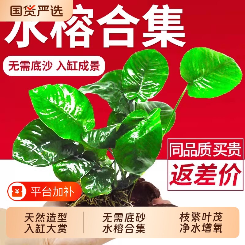 水榕沉木水草植物鱼缸造景装饰活体懒人阴性增氧屋大叶草缸鱼草