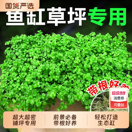 爬地矮珍珠水草趴地日本高珍珠草