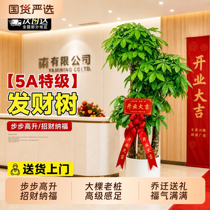 发财树步步高盆栽室内客厅招财树绿植物独杆辫子办公室乔迁开业花