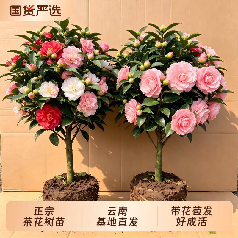 茶花树苗特大号香妃山茶花盆栽带花苞室内客厅阳台浓香型花卉好养