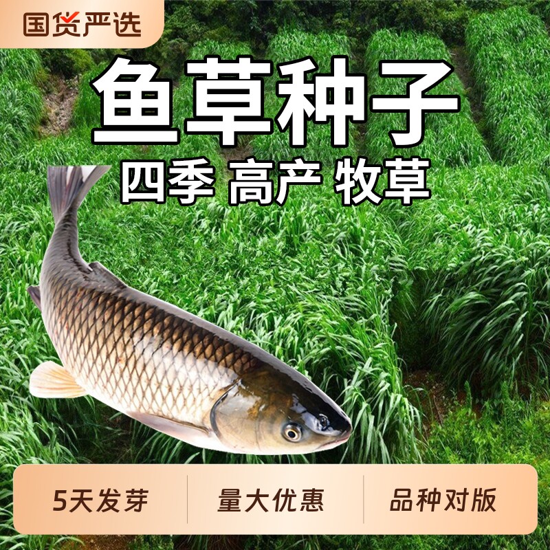 鱼草种子黑麦草喂鱼鱼塘种植养鱼专用草多年生四季常青牧草鱼草籽