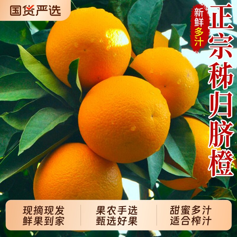 三峡秭归脐橙包邮鲜采