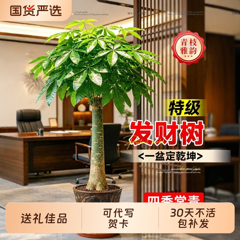 发财树独杆客厅绿植大型盆栽单杆室内办公室四季常青好养旺宅招财图片